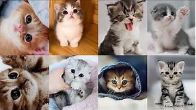 30 Cute Kitten dp | Cute cat Wallpaper|Beautiful cats