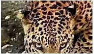 leopard video live wallpaper