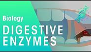 Digestive enzymes | Physiology | Biology | FuseSchool
