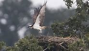 Ospreys nesting in the Brecon Beacons.