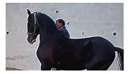 #Mashallah ⚜️🖤 𝕋𝕙𝕖 𝕄𝕒𝕛𝕖𝕤𝕥𝕚𝕔 𝔹𝕖𝕒𝕦𝕥𝕪... - Hirzai Horse Breed