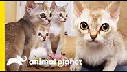 The Tiny Singapura Is The Smallest Of All Cat Breeds | Cats 101