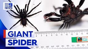 Largest funnel web spider in history found in NSW | 9 News Australia