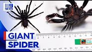 Largest funnel web spider in history found in NSW | 9 News Australia