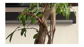Ficus Aurea: The Golden Fig Tree | Ficusplant