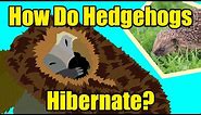 HOW DO HEDGEHOGS HIBERNATE?