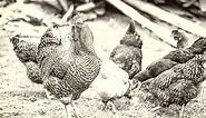 10 Rarest Chicken Breeds in the World - Rarest.org