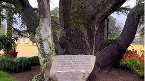 Century Old Cedar Tree at... - Nature Lover's Paradise