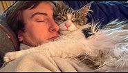 Cute CATS Won't Sleep Until They Cuddles with Their Human - Cute Cats And Owners Sleep Together