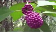 Beautyberry: edible wild plant of Florida