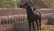 The Sheik and his Persian Arab horses