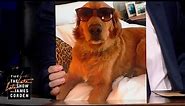 Dogs In Sunglasses