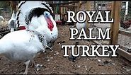 Royal Palm Turkey