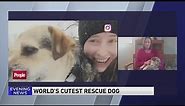 Suburban pooch named People Magazine's World's Cutest Rescue Dog