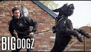 Training Giant Schnauzers - The $37,000 Guard Dogs | BIG DOGZ