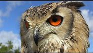 The most beautiful eyes: how to film Bengal Eagle Owl flying in slow motion. Dublin Falconry.