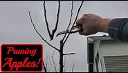 How To Prune 2 Year Old Apple Trees | Modified Central Leader