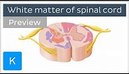 Cross section of the spinal cord: white matter (preview) - Human neuroanatomy | Kenhub