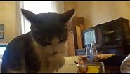 Cat Drinking Coffee - *Funny*