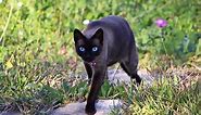 Black Cats With Blue Eyes: History, Genetics, Pictures & FAQs