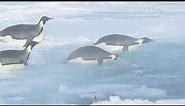 Emperor penguin group entering the water, sliding on their bellies, Atka Bay, Antarctica