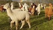 Llama squad - The Animals Are Better Than Humans