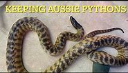 SNAKES the BLACK HEADED PYTHON how to keep and breed #1