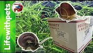 Unboxing Rare Color Mystery Snails.