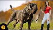 TOP 10 BIGGEST DOG BREEDS