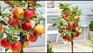 How to Plant Dwarf Patio Apple Trees: Easy Fruit Growing Guide