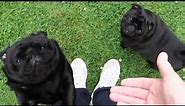 5 Quality Minutes - Meeting Two Beautiful Black Pug Dogs :)