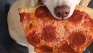 DOG EATING PIZZA FUNNY MOMENT !!!!