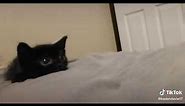 Little cute black kitten