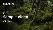 8K Sample Video | Alpha 7R V | Sony | α