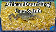 African Dwarf Frog Care and Information - Hymenochirus boettgeri - How To Keep African Dwarf Frogs