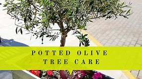 Olive Trees In Pots: The Ultimate Guide To Container Gardening
