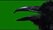 Green Screen Horror Raven effect | creepy Halloween background video | scary black bird no copyright