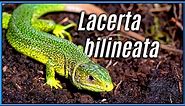 The Natural History & Taxonomy of Western Green Lizards | Species Spotlights #4, Lacerta bilineata