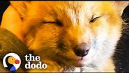 Growling Baby Foxes Turn Into Sleepy Puppies On Their Rescuer's Lap | The Dodo Wild Hearts