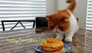 Pancake Cat Eats Pancakes on 1st Birthday