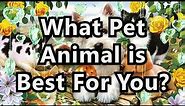 What Pet Animal is Best For You? Quiz Test
