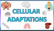 Cell Adaptations : Pathology - Hypertrophy, Hyperplasia, Atrophy & Metaplasia