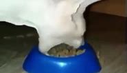 Sphinx cat violently eating food but gulping cartoon meme. #cat #meme #catmeme #funny I couldn’t find it so I totally did not sail 7 seas for this so I could upload it myself.