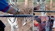 Horrific video shows zoo worker mauled by tiger in attack that led to his death