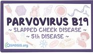 Parvovirus B19: Video, Anatomy, Definition & Function | Osmosis