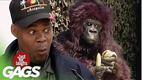 Best Gorilla and Banana Pranks
