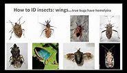 Insect Pest Identification