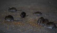 Changes to NYC trash management in ongoing rat battle