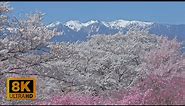 4K 8K 【大草城址公園】Cherry Blossoms with Snowy Japanese Alps behind 2023