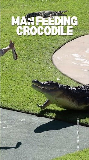 Crocodile Feeding: A Unique Encounter with Nature 🐊